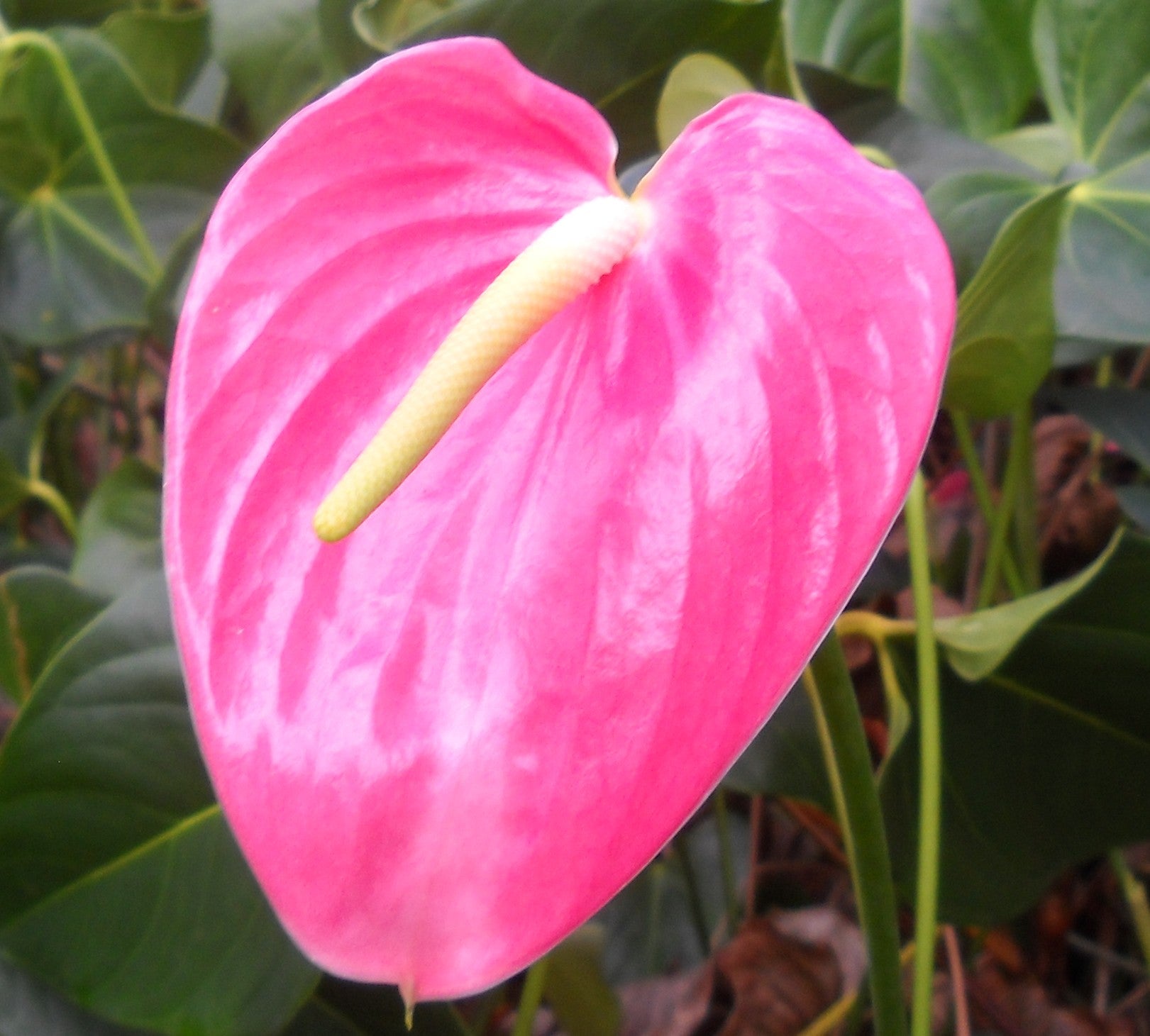"Pink Andraeanu Flower seeds for Planting - Compact Growth, Heirloom & GMO Free Seeds for Home Garden