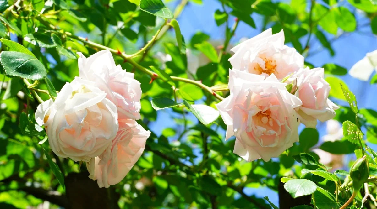Ornamental Pink Dawn Rose flowering shrub