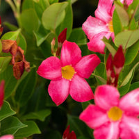 Sanderi Flower seeds for Planting Perfect for Borders Heirloom & GMO Free Seeds for Home Garden 
 
 Sale