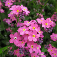 Pink Myosotis Flower Seeds for Planting  Charming Annual Blooms