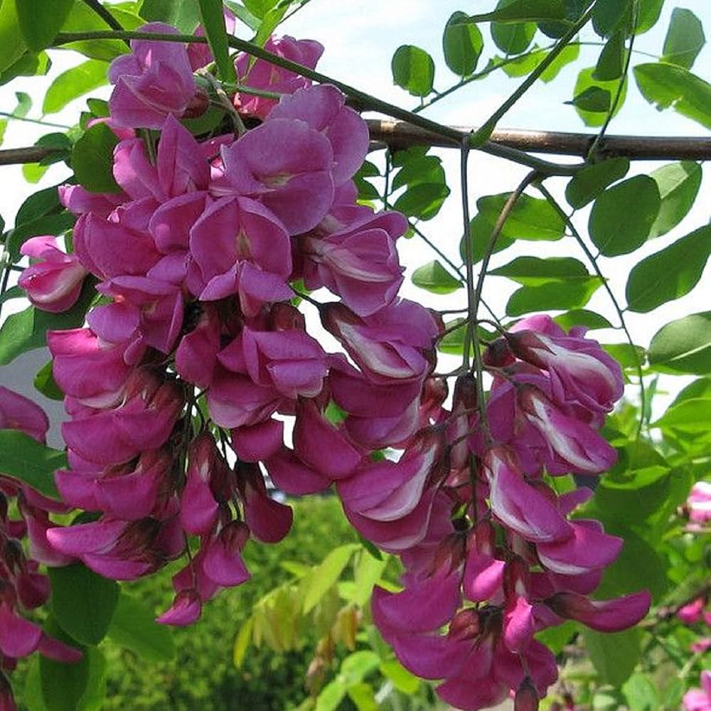 Non-GMO Pink Rose Locust seeds