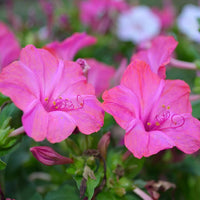 Non GMO Pink White Mirabilis seeds