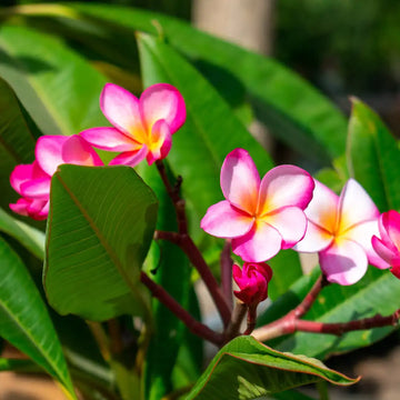 Pink Yellow Egg flower seeds for planting