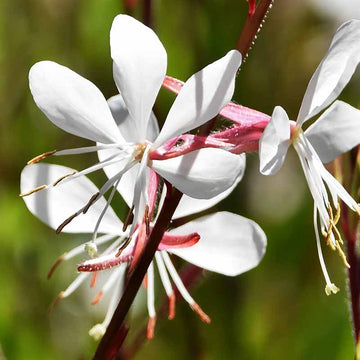 Gaura Lindheimeri Flower seeds for Planting - Colorful Display, Heirloom & GMO Free Seeds for Home Garden