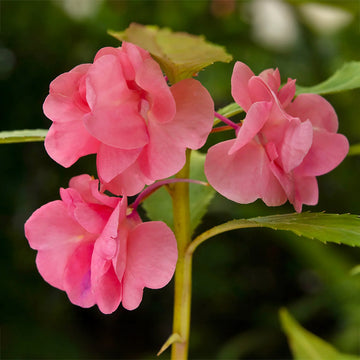Pink Balsam Flower Seeds for Planting Cut Flower Favorite Heirloom & GMO Free Seeds for Home Garden
 
 Sale