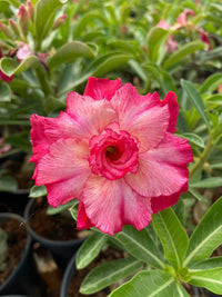 Light Pink Adenium Obesum Flower seeds for Planting Bright Blooms Heirloom & GMO Free Seeds for Home Garden