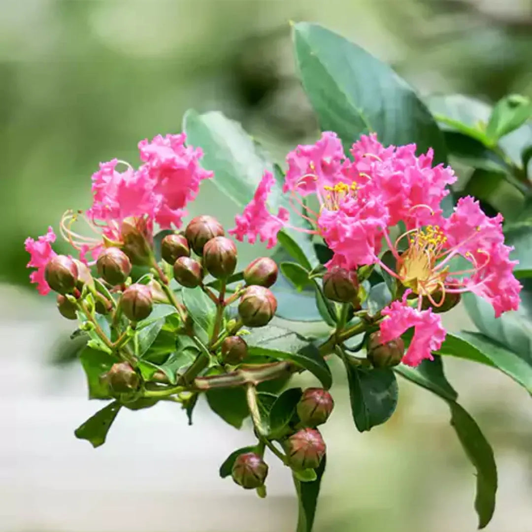 Crape Myrtle Flower seeds for Planting Cut Flower Favorite Heirloom & GMO Free Seeds for Home Garden
 
 Sale