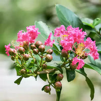 Crape Myrtle Flower seeds for Planting Cut Flower Favorite Heirloom & GMO Free Seeds for Home Garden
 
 Sale