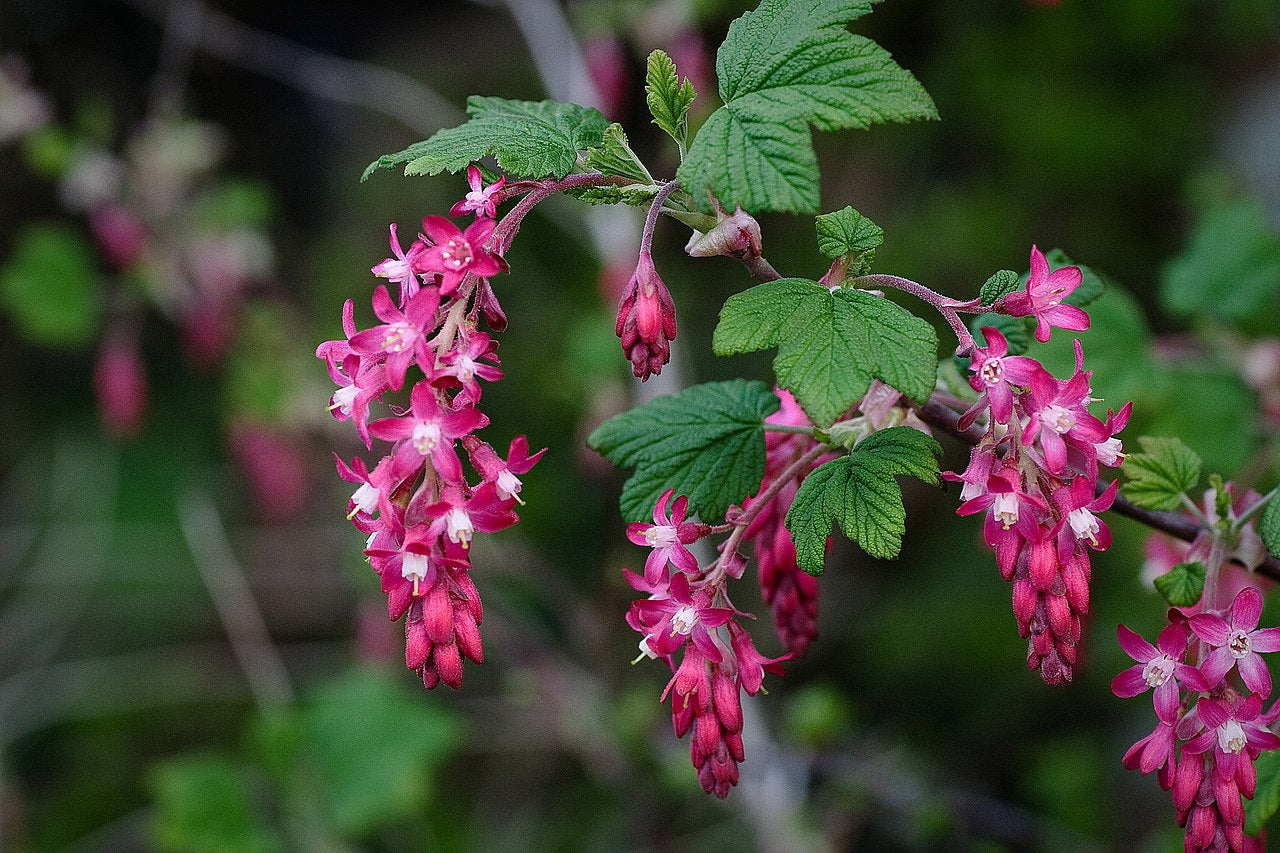 Pink Ribes Sanguineum Flower seeds for Planting - Perfect for Borders, Heirloom & GMO Free Seeds for Home Garden