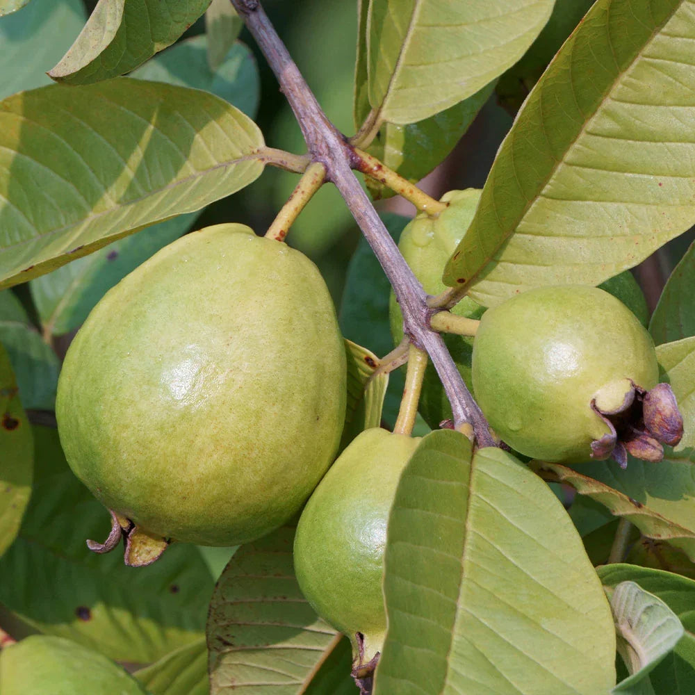 Healthy Tropical Pink Guava plant with green foliage and ripe fruit