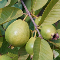 Healthy Tropical Pink Guava plant with green foliage and ripe fruit