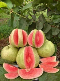 Pink Strawberry Guava Seeds for Home Garden Growing