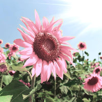 Pink sunflower blooms adding color to a decorative flower bed