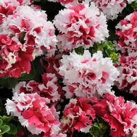 Petunia EZ Rider Frilly Ruffle Mix Seeds for Planting Frilly Petunia Blooms