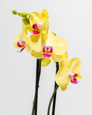 Yellow Orchid Flower seeds for Planting Vibrant Colors Heirloom & GMO Free Seeds for Home Garden