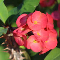 Euphorbia Milii Flower seeds for Planting - Easy to Grow, Heirloom & GMO Free Seeds for Home Garden