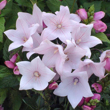 Platycodon Astra Seeds for Unique Balloon-Shaped Flowers