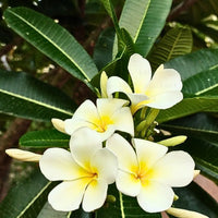 White Frangipani Flower seeds for Planting - Compact Growth, Heirloom & GMO Free Seeds for Home Garden