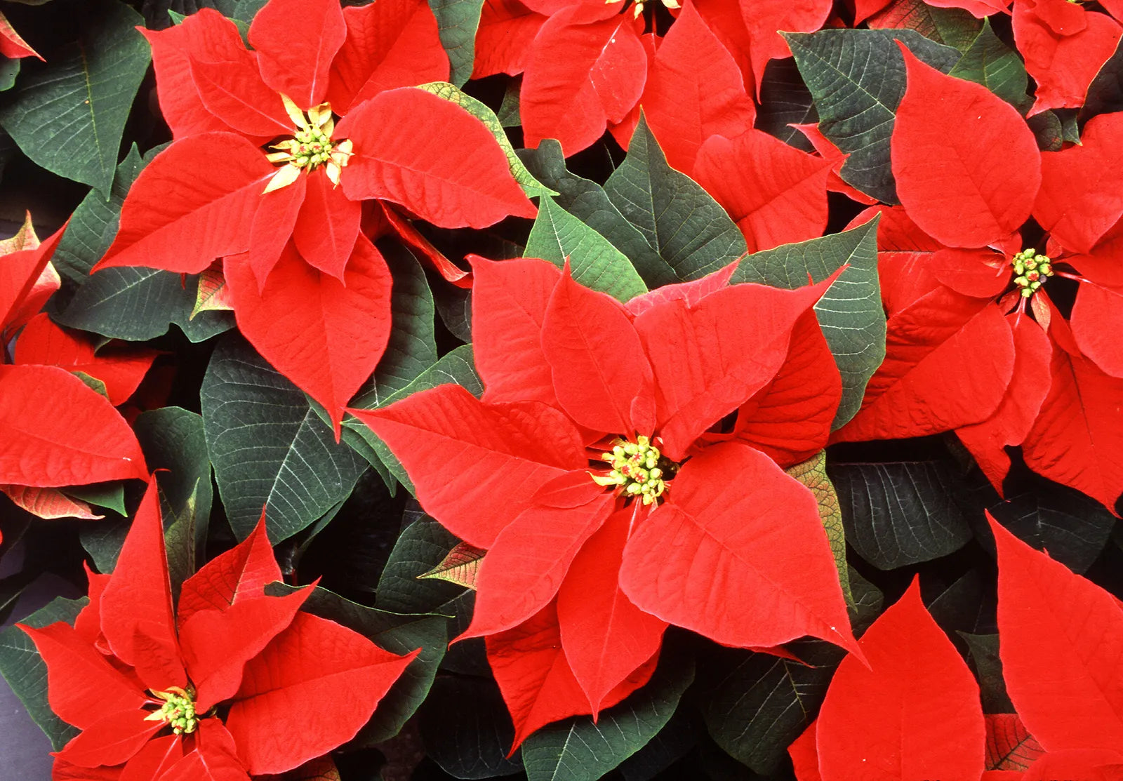 Red Poinsettia Flower seeds for Planting - Fragrant Blossoms, Heirloom & GMO Free Seeds for Home Garden