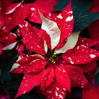 Euphorbia Pulcherrima Flower seeds for Planting Easy to Grow Heirloom & GMO Free Seeds for Home Garden
