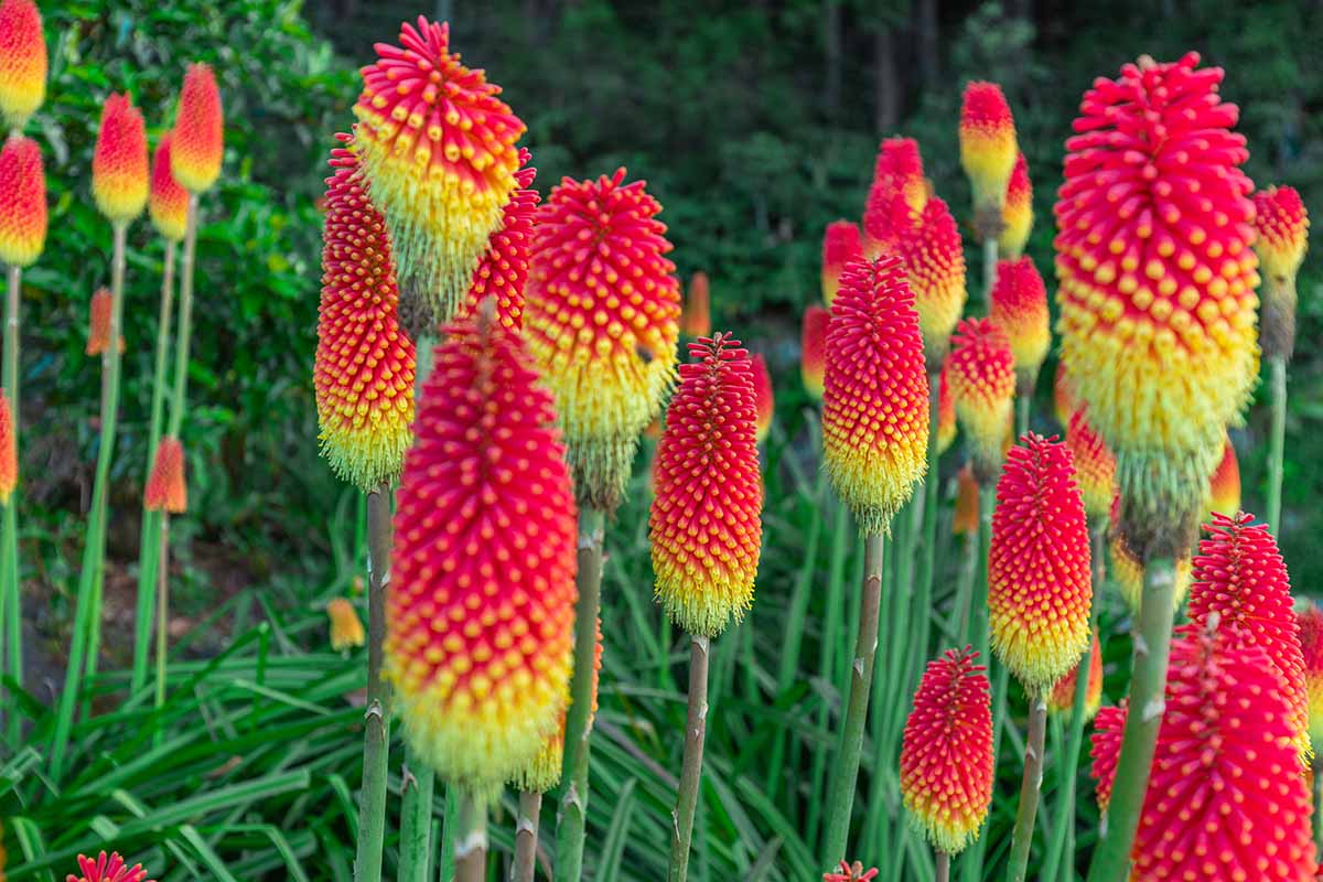 Red Pokerflower flowering seeds for gardens