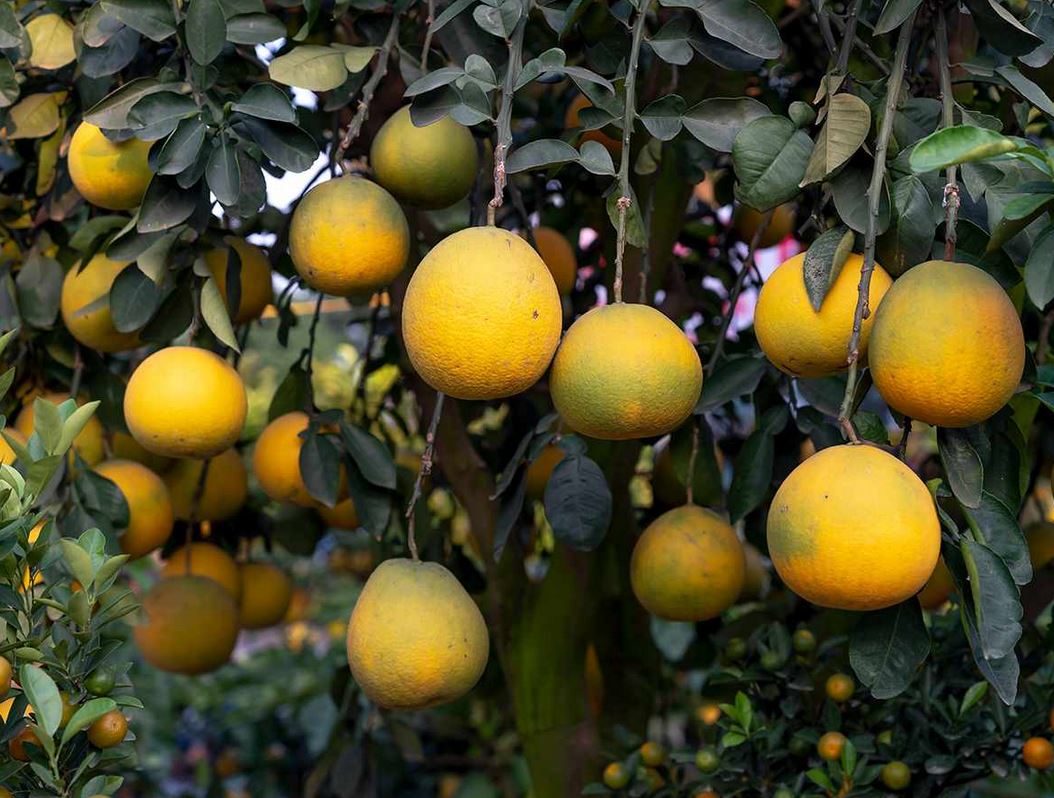 Pomelo Fruit Seeds for Planting - Grow Exotic Citrus Fruit at Home, Sweet & Juicy Pomelo Tree Seeds