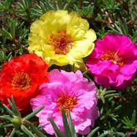 Non GMO Portulaca flower seeds
