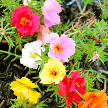 Purple Portulaca seeds for planting