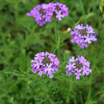 Purple Moss Verbena Flower seeds for Planting - Cut Flower Favorite, Heirloom & GMO Free Seeds for Home Garden