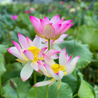 Pre-sprouted lotus aquatic plants growing in a water bowl