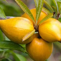 Premium Lucuma fruit seeds for tropical home garden planting