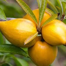 Premium Lucuma fruit seeds for tropical home garden planting