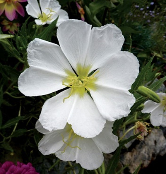 White Evening Primrose Flower seeds for Planting - Compact Growth, Heirloom & GMO Free Seeds for Home Garden