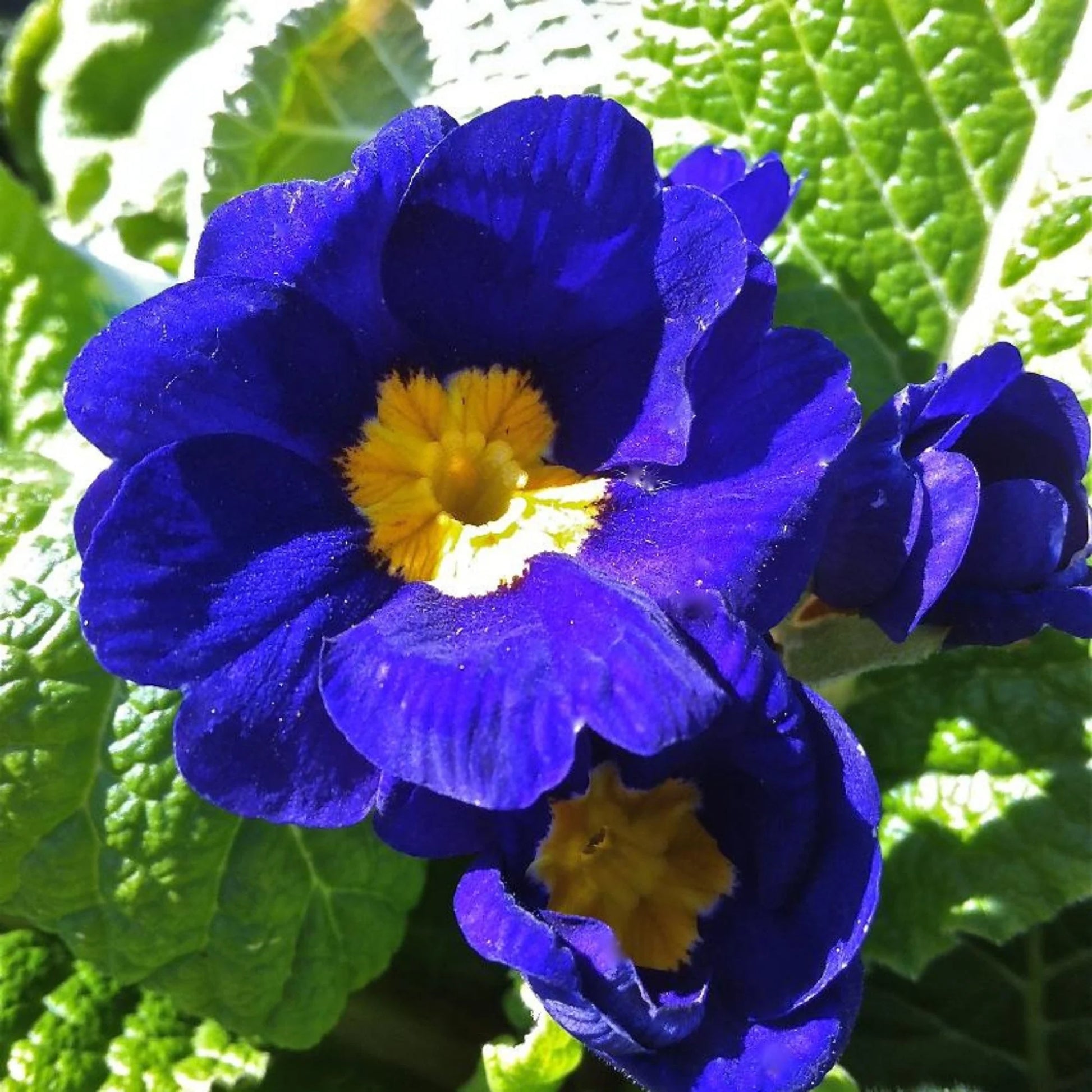 Blue Primrose Flower Seeds for Easy Planting
