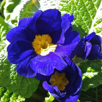 Blue Primrose Flower Seeds for Easy Planting