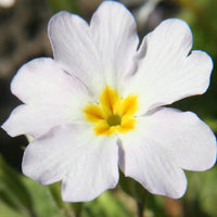 Primula Primrose Seeds for Planting