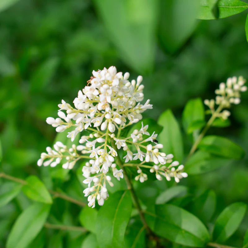 White Privet Flower Seeds for Planting  Enhance Your Garden