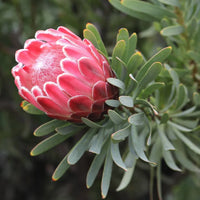 Protea flower seeds for planting in home gardens and landscape borders.