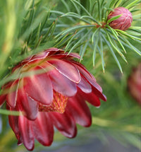 Protea flower seeds suitable for rock gardens, raised beds, and containers.