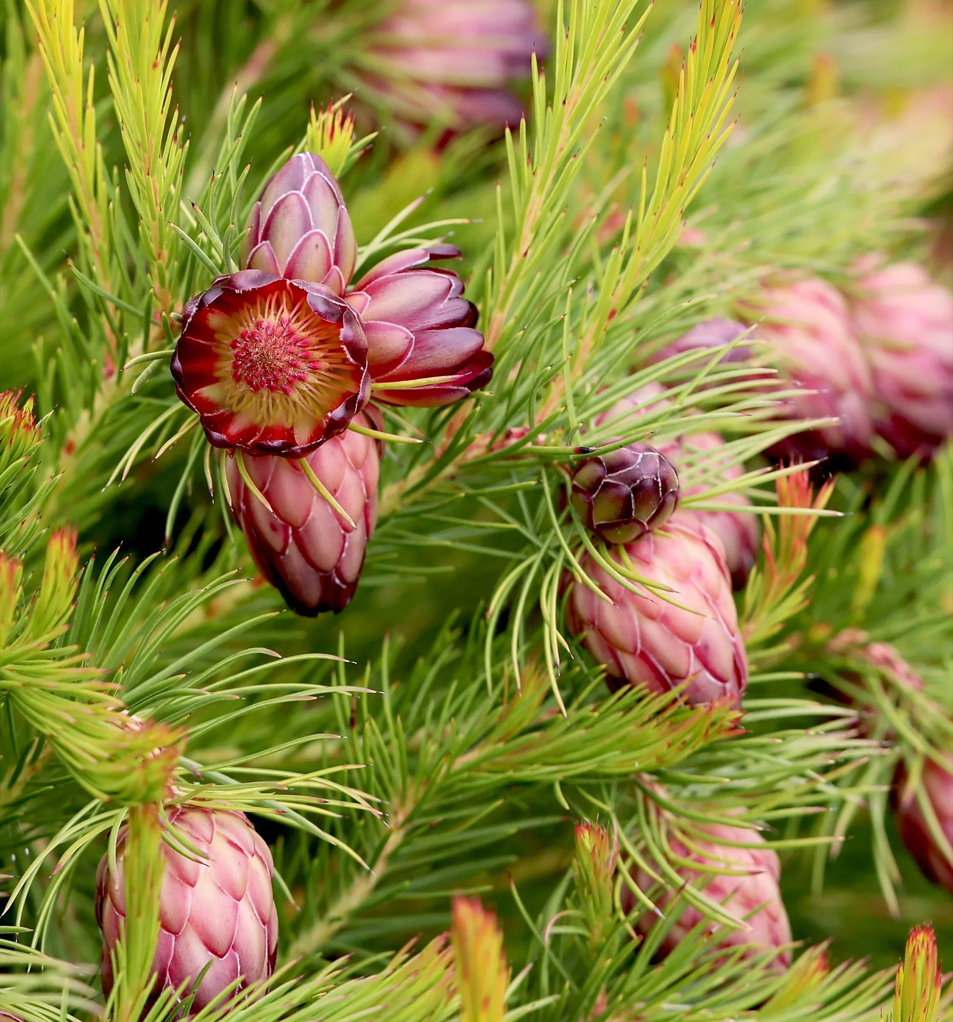 Protea ornamental flower seeds for decorative landscape planting.
