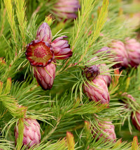 Protea ornamental flower seeds for decorative landscape planting.