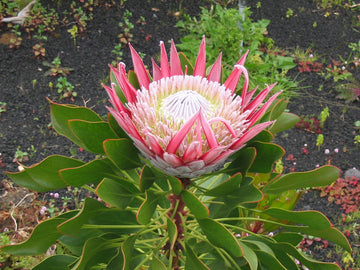 Protea Cynaroides Flower seeds for Planting - Bright Blooms, Heirloom & GMO Free Seeds for Home Garden