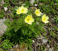 Yellow (Yellow Anemone) seeds for planting in home garden