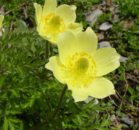 Yellow Anemone Pulsatilla Flower seeds for Planting Low Maintenance Heirloom & GMO Free Seeds for Home Garden