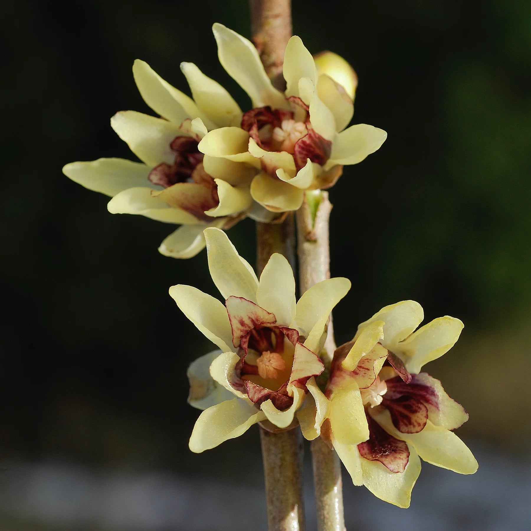 Chimonanthus Flower seeds for Planting Compact Growth Heirloom & GMO Free Seeds for Home Garden