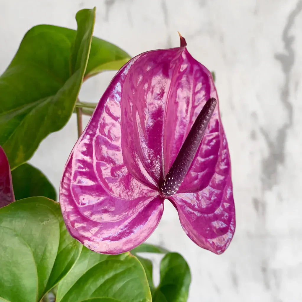 Violet Anthurium Andraeanum Flower seeds for Planting - Premium Quality, Heirloom & GMO Free Seeds for Home Garden