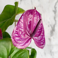 Violet Anthurium Andraeanum Flower seeds for Planting - Premium Quality, Heirloom & GMO Free Seeds for Home Garden