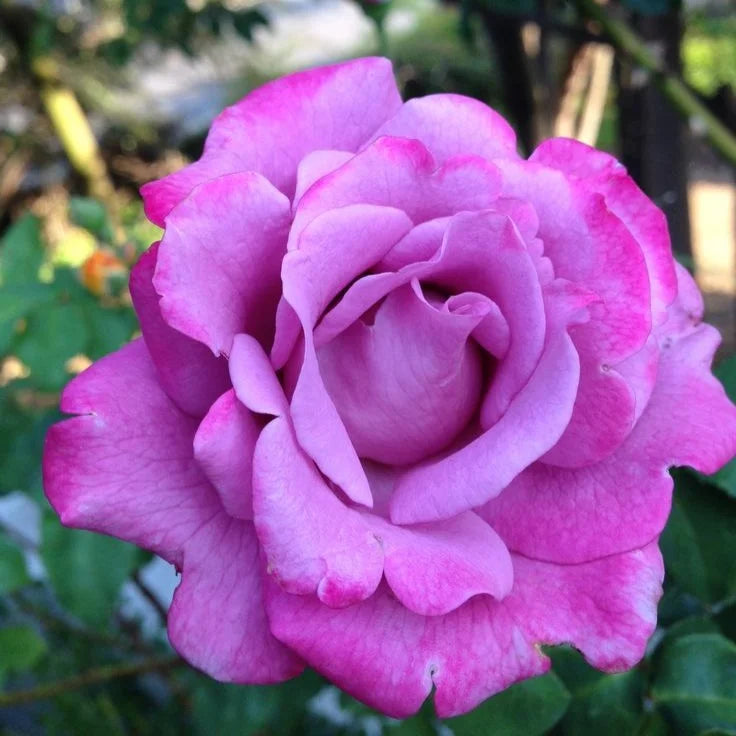 Light Purple Climbing Rose Flower Seeds for Planting Bright Blooms Heirloom & GMO Free Seeds for Home Garden
 
 Sale