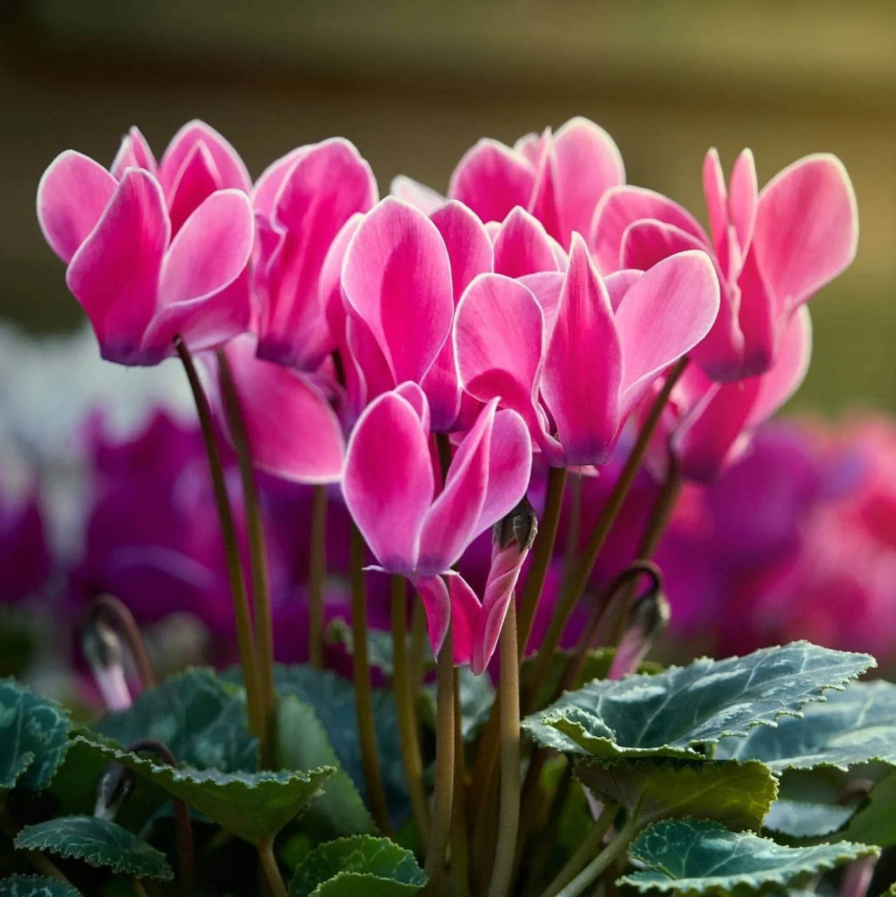Pink & White Cyclamen Flower seeds for Planting - Cut Flower Favorite, Heirloom & GMO Free Seeds for Home Garden