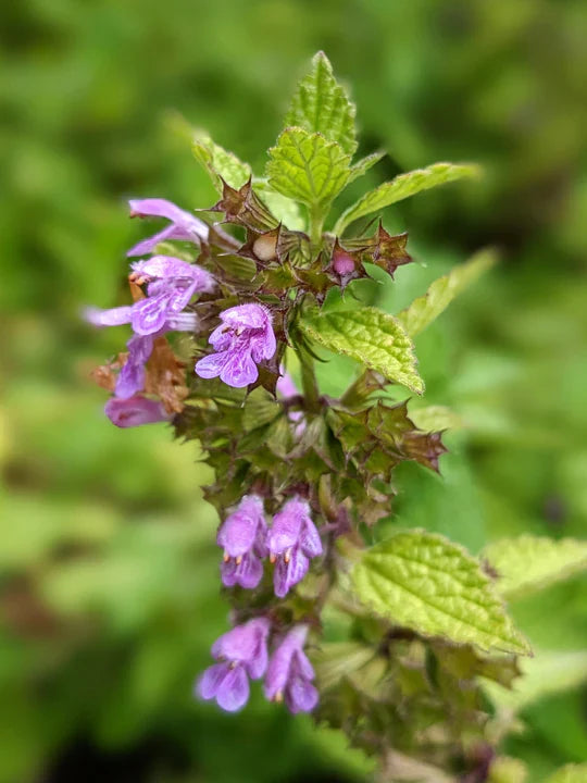 Non GMO Purple Horehound flower seeds
